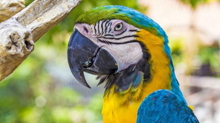Agenten arresteren papegaai die lid is van bende drugsdealers